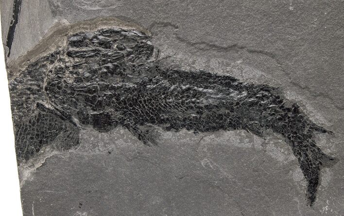 Devonian Lobe-Finned Fish (Osteolepis) Fossil - Scotland #217951